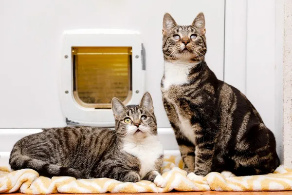 Kot do adopcji, Elbląg, 25 lutego 2025 (5/5)