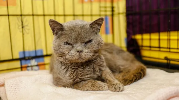 Kot do adopcji, Elbląg, 25 lutego 2025