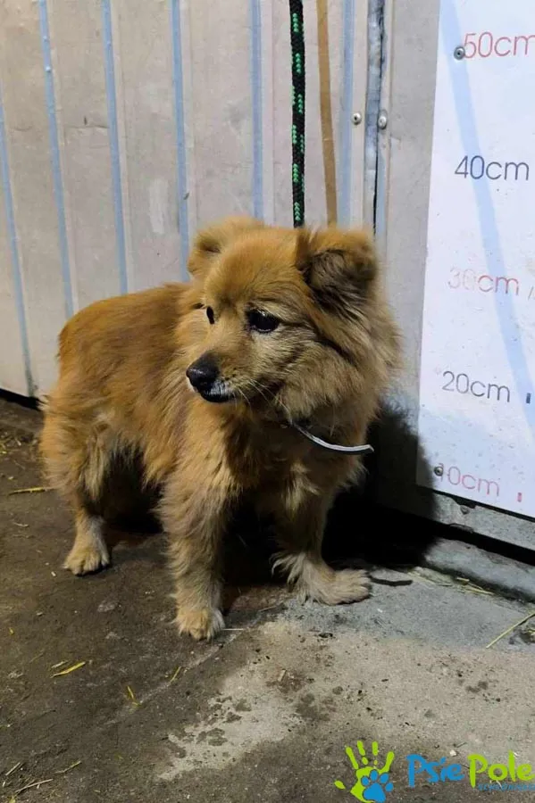 Znaleziono psa, Racławice, 23 lutego 2025