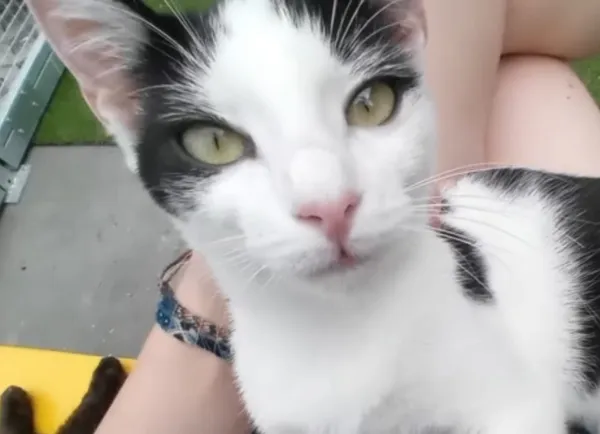 Kot do adopcji, Radom, 2 lipca 2025