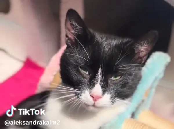 Kot do adopcji, Radom, 2 lipca 2025