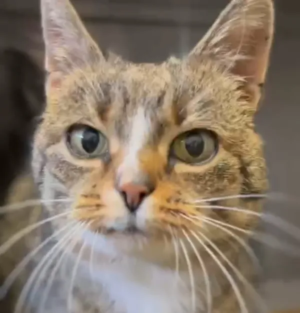 Kot do adopcji, Radom, 24 lutego 2025