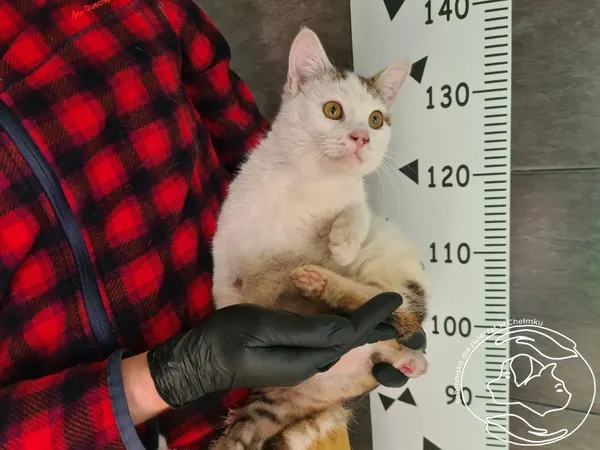 Znaleziono kota, Chełmek, 25 lutego 2025