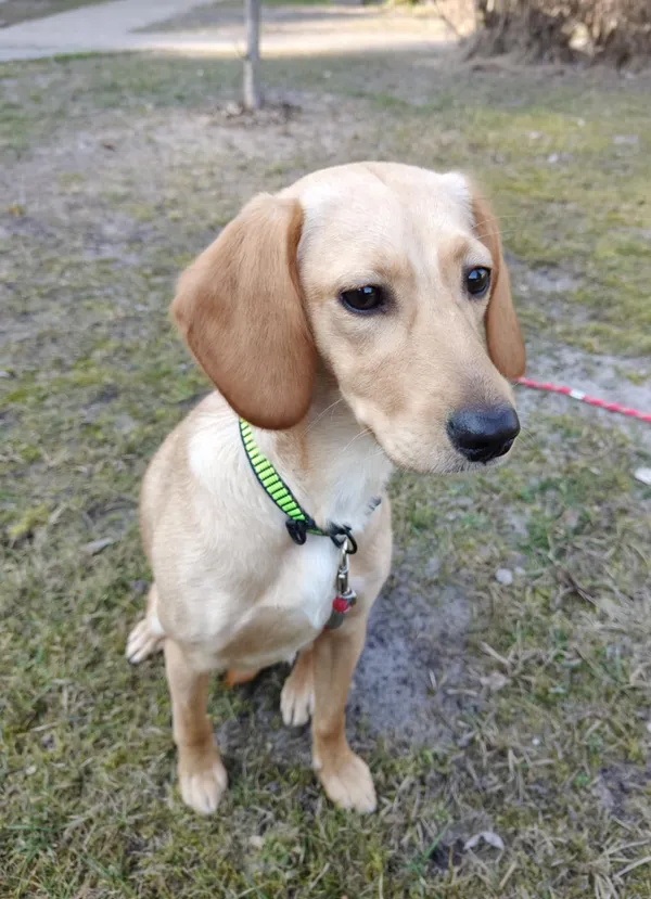 Pies do adopcji, Włocławek, 25 lutego 2025 (1/5)