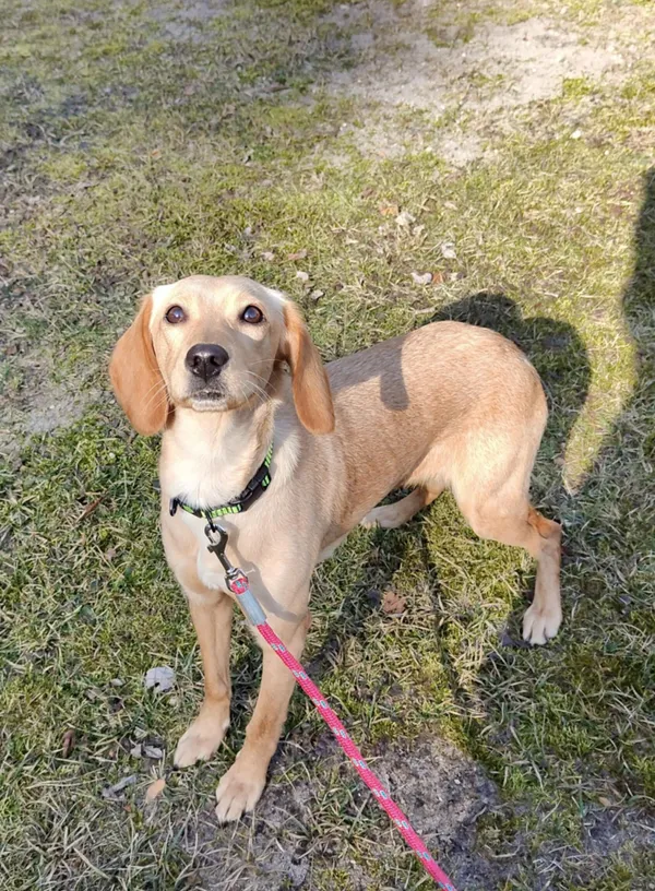 Pies do adopcji, Włocławek, 25 lutego 2025 (2/5)