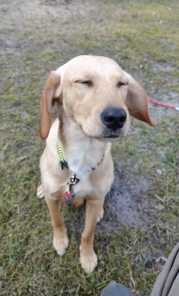 Pies do adopcji, Włocławek, 25 lutego 2025 (3/5)