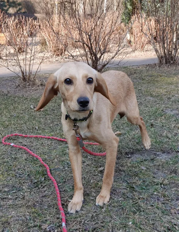 Pies do adopcji, Włocławek, 25 lutego 2025 (5/5)