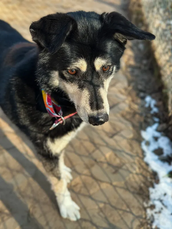 Pies do adopcji, Korabiewice, 25 lutego 2025 (1/5)