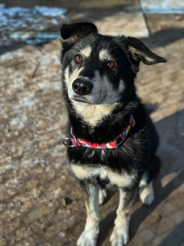 Pies do adopcji, Korabiewice, 25 lutego 2025 (2/5)