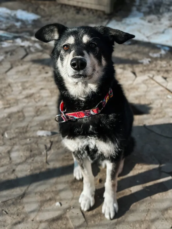 Pies do adopcji, Korabiewice, 25 lutego 2025 (4/5)