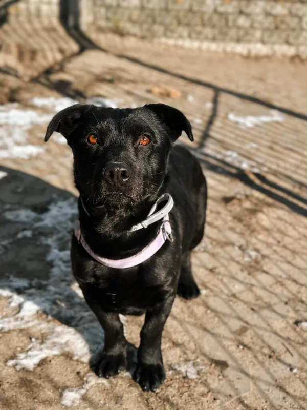 Pies do adopcji, Korabiewice, 25 lutego 2025 (2/3)