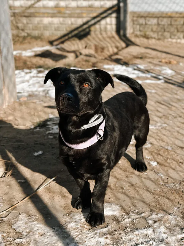 Pies do adopcji, Korabiewice, 25 lutego 2025 (3/3)