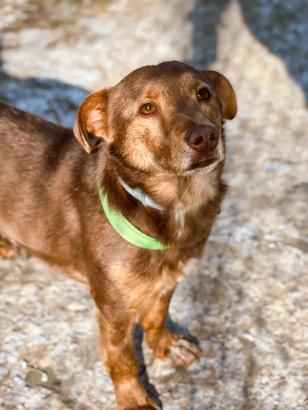 Pies do adopcji, Korabiewice, 25 lutego 2025 (1/5)