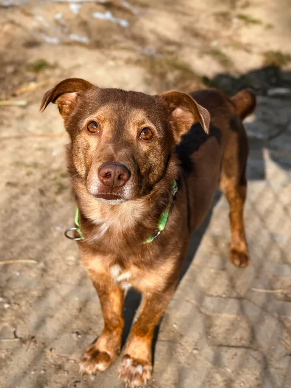 Pies do adopcji, Korabiewice, 25 lutego 2025 (2/5)