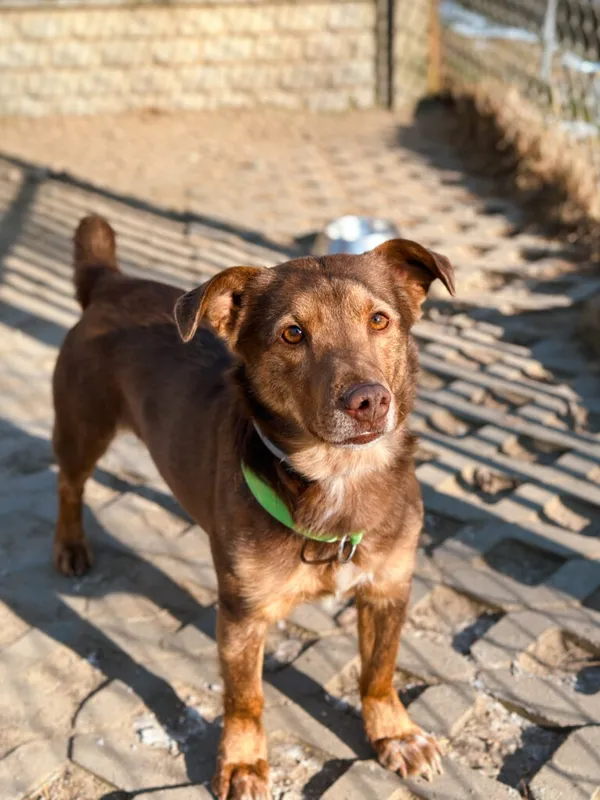 Pies do adopcji, Korabiewice, 25 lutego 2025 (3/5)