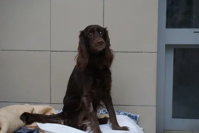 Pies do adopcji, Kraków, 11 lutego 2025