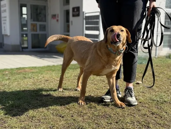 Pies do adopcji, Kraków, 11 lutego 2025 (1/5)
