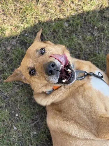 Pies do adopcji, Kraków, 11 lutego 2025 (3/5)