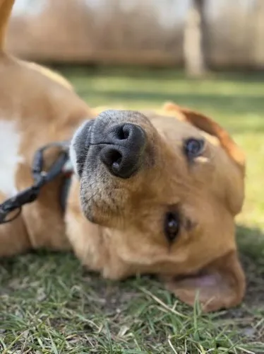 Pies do adopcji, Kraków, 11 lutego 2025 (4/5)