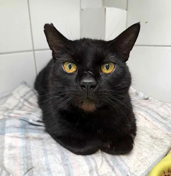 Kot do adopcji, Olsztyn, 8 lutego 2025 (1/2)