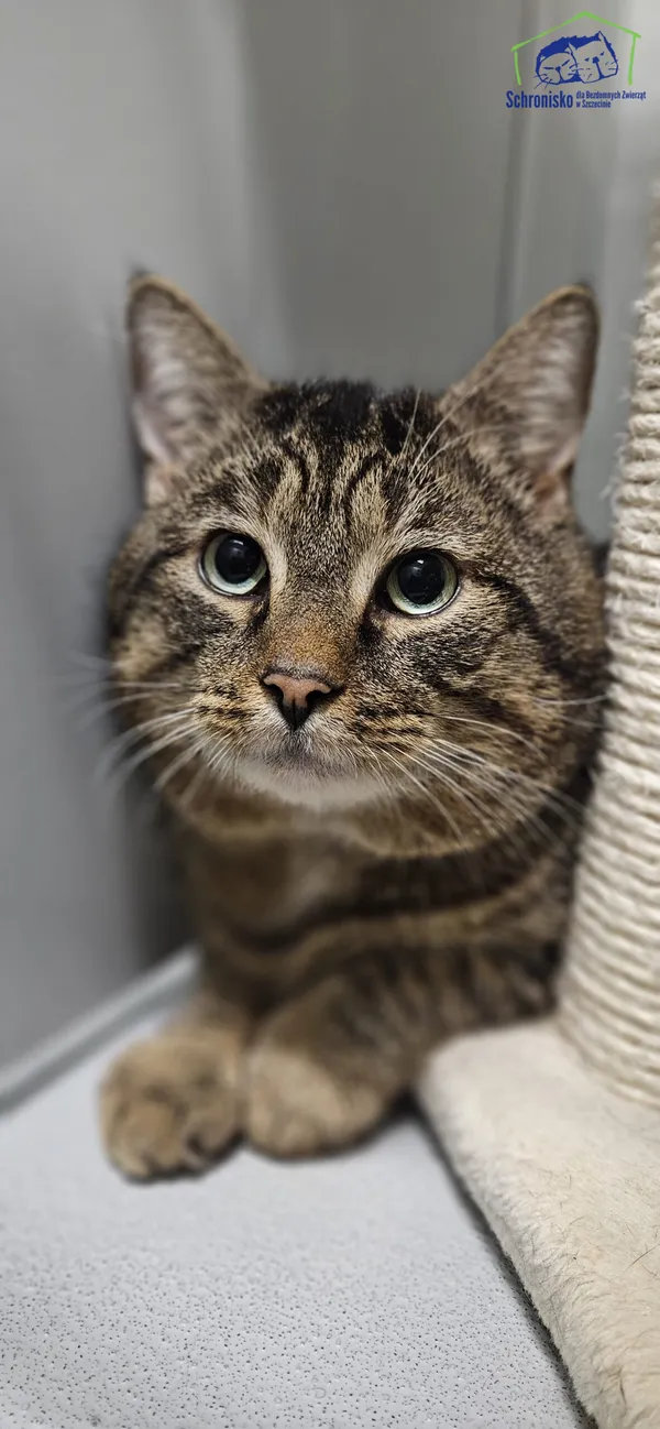 Znaleziono kota, Szczecin, 24 lutego 2025 (1/4)