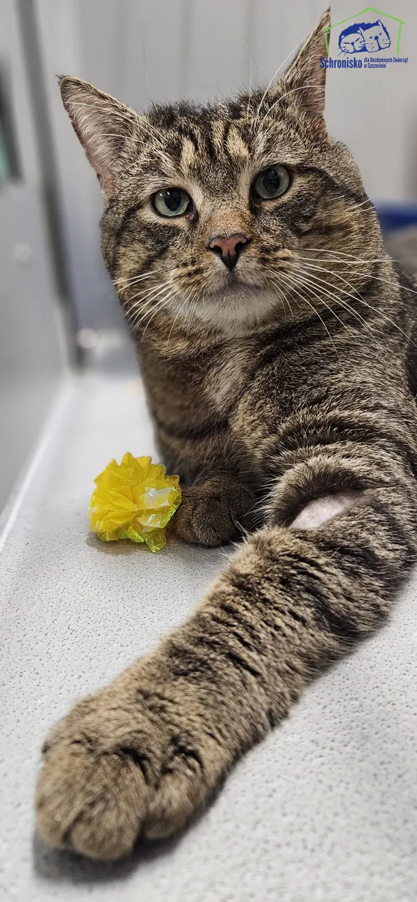 Znaleziono kota, Szczecin, 24 lutego 2025 (3/4)