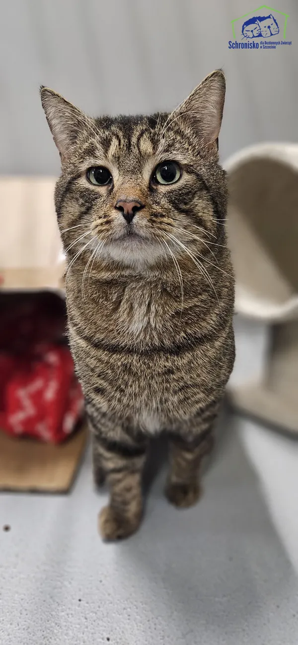 Znaleziono kota, Szczecin, 24 lutego 2025 (4/4)