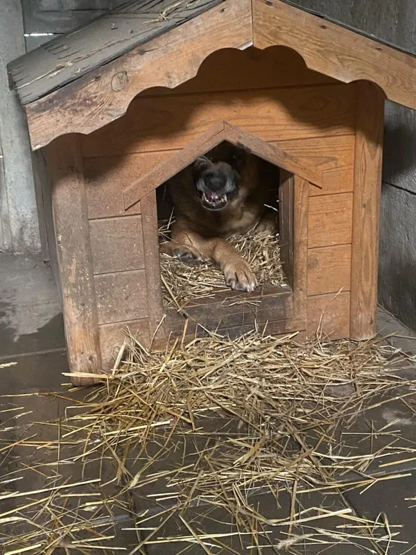 Pies do adopcji, Zgierz, 26 lutego 2025 (2/2)