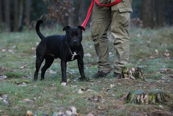 Pies do adopcji, Piła, 11 lipca 2022 (1/4)