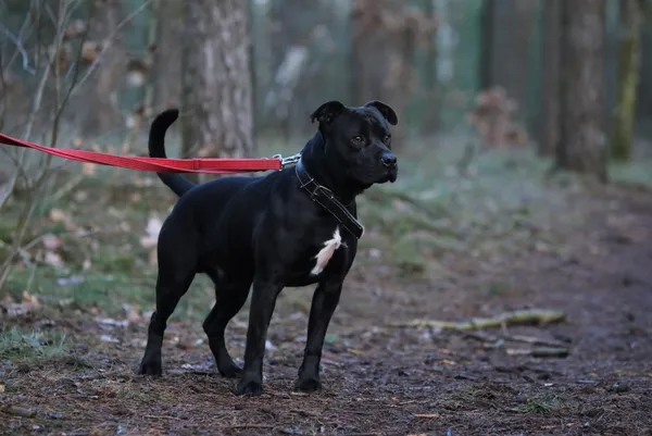 Pies do adopcji, Piła, 11 lipca 2022 (3/4)