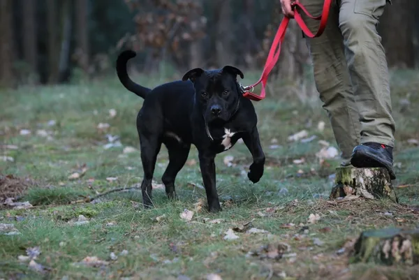 Pies do adopcji, Piła, 11 lipca 2022 (4/4)