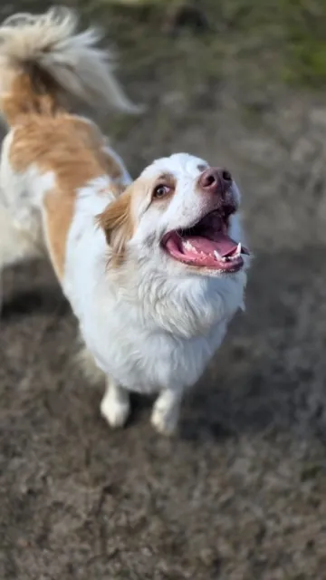 Pies do adopcji, Piła, 12 czerwca 2024 (1/5)