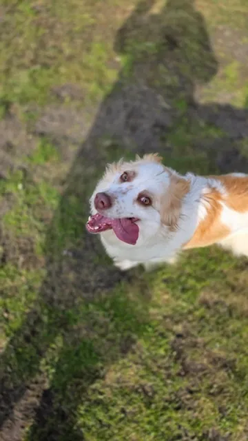 Pies do adopcji, Piła, 12 czerwca 2024 (2/5)