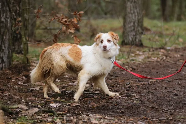 Pies do adopcji, Piła, 12 czerwca 2024 (5/5)