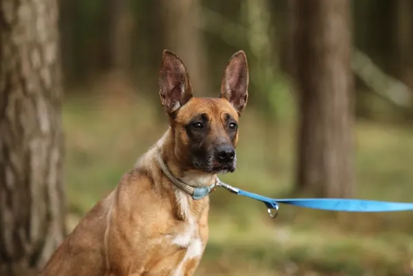 Pies do adopcji, Piła, 4 lipca 2024 (1/5)