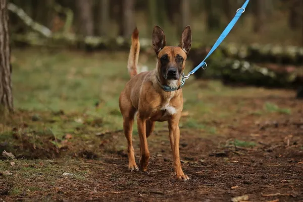 Pies do adopcji, Piła, 4 lipca 2024 (3/5)