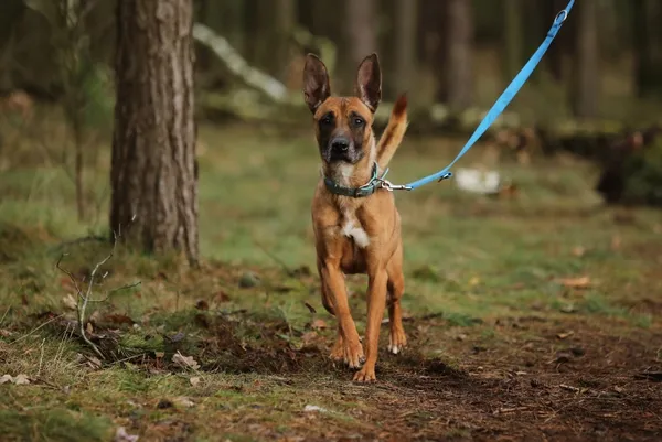 Pies do adopcji, Piła, 4 lipca 2024 (4/5)