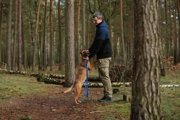 Pies do adopcji, Piła, 4 lipca 2024 (5/5)