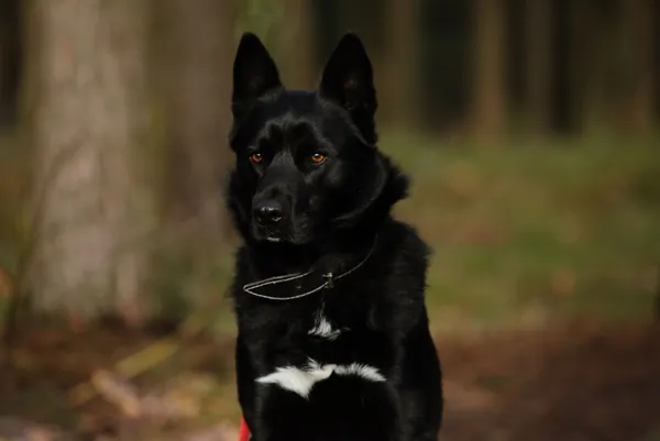 Pies do adopcji, Piła, 20 września 2024 (1/5)