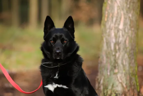 Pies do adopcji, Piła, 20 września 2024 (2/5)