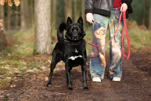 Pies do adopcji, Piła, 20 września 2024 (3/5)