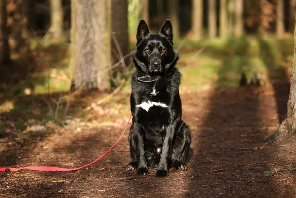 Pies do adopcji, Piła, 20 września 2024 (5/5)