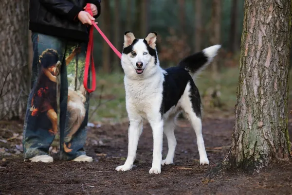 Pies do adopcji, Piła, 7 listopada 2024 (1/3)