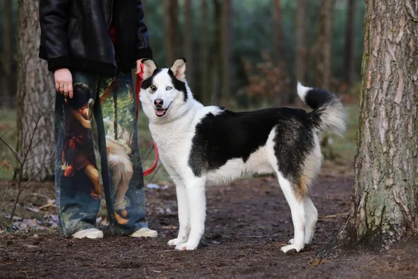 Pies do adopcji, Piła, 7 listopada 2024 (2/3)