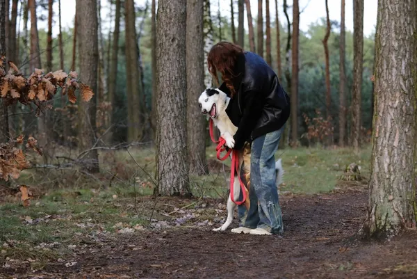 Pies do adopcji, Piła, 7 listopada 2024 (3/3)