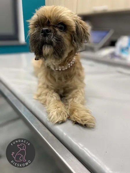 Pies do adopcji, Wolsztyn, 26 lutego 2025