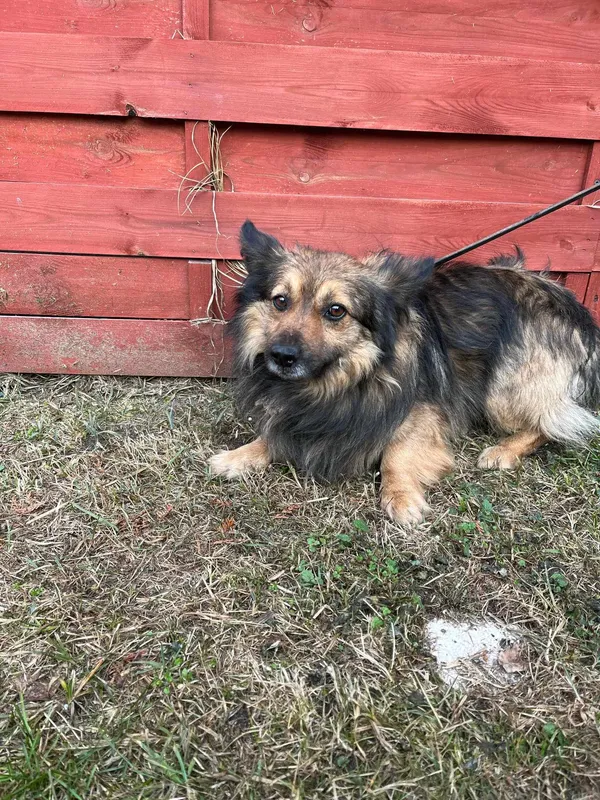 Znaleziono psa, Czartki, 26 lutego 2025