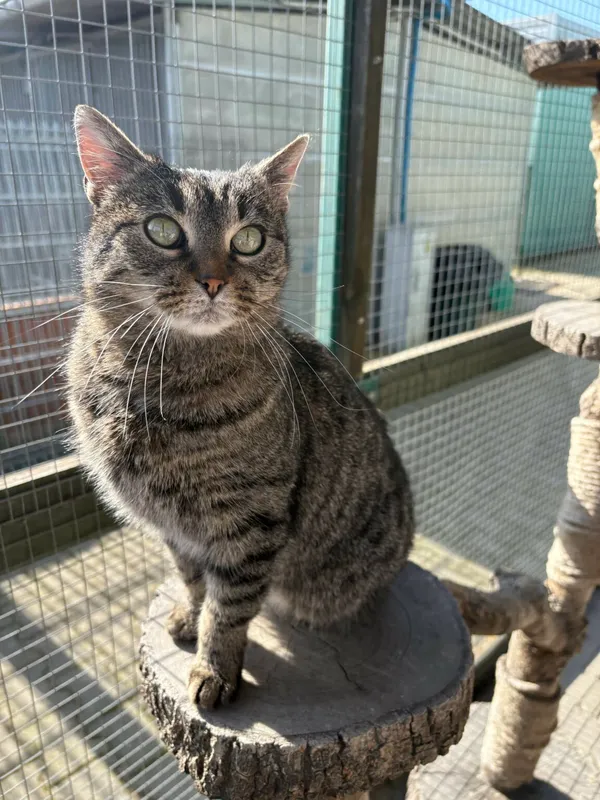 Kot do adopcji, Henrykowo, 13 listopada 2024 (2/3)