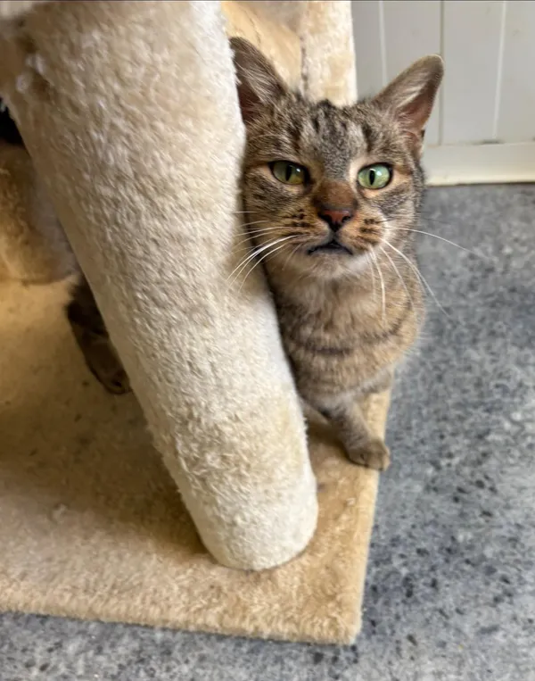 Kot do adopcji, Henrykowo, 31 października 2024 (2/4)