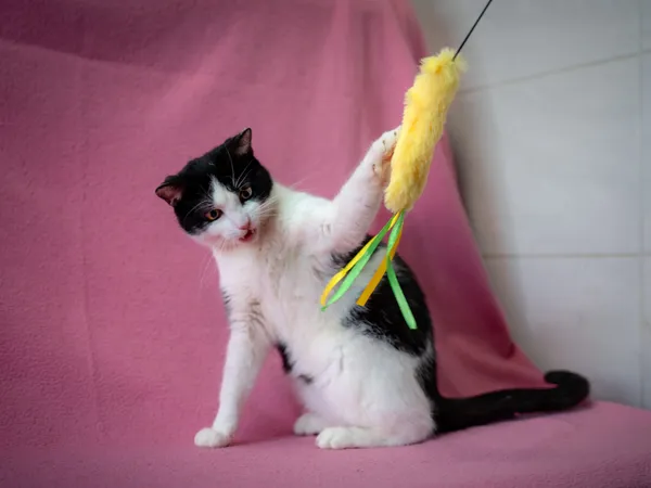 Kot do adopcji, Sosnowiec, 19 lutego 2025 (4/5)